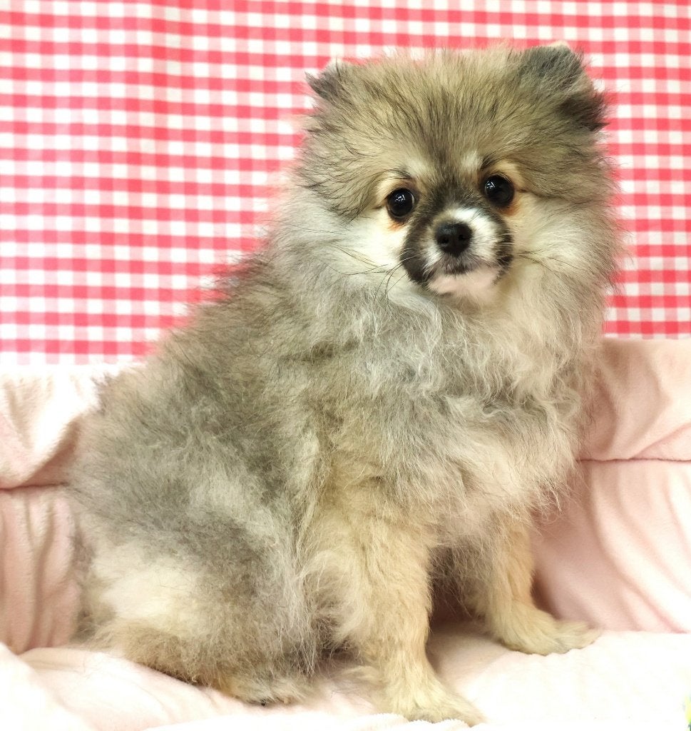 Super leuke Pomeriaan pups!, Dieren en Toebehoren, Keeshond, 15 weken tot 1 jaar, Buitenland, Teef