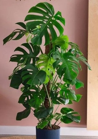 Monstera, Enlèvement