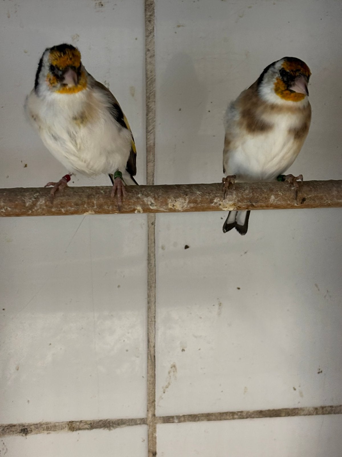 Distelvinken, Dieren en Toebehoren, Geringd
