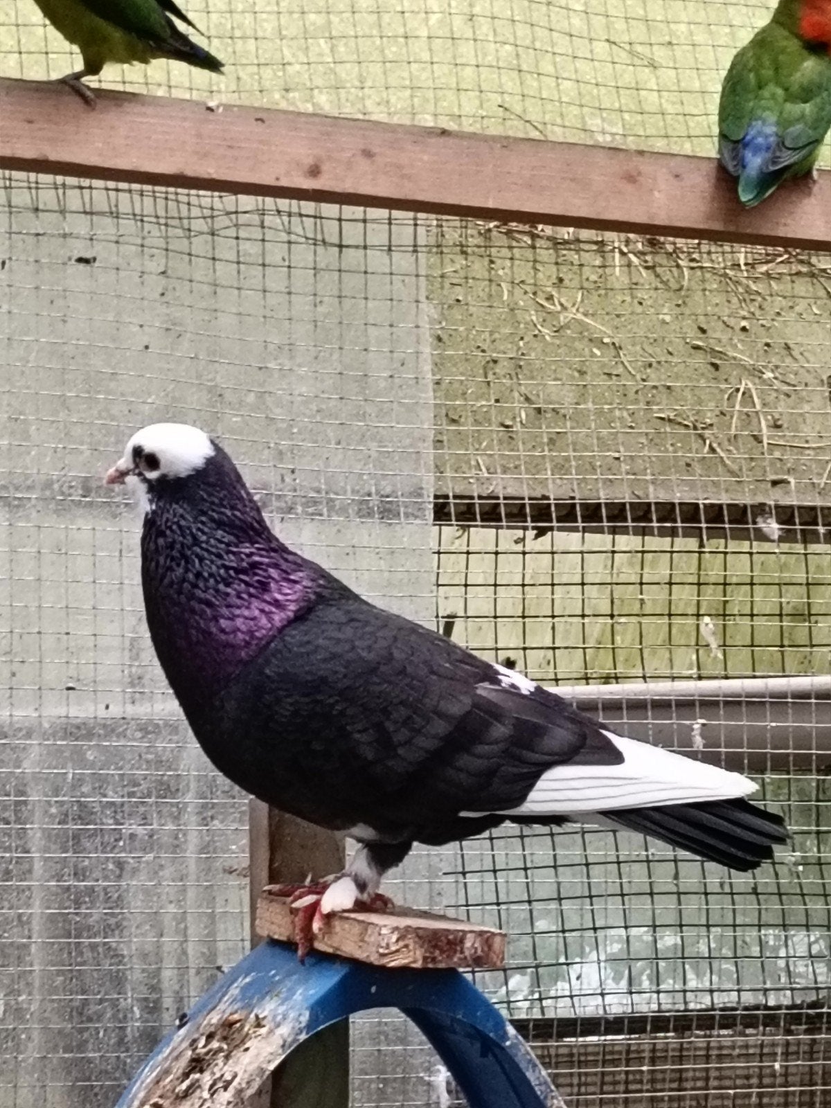 Mooie en gezonde koppel, Dieren en Toebehoren, Vogels | Duiven