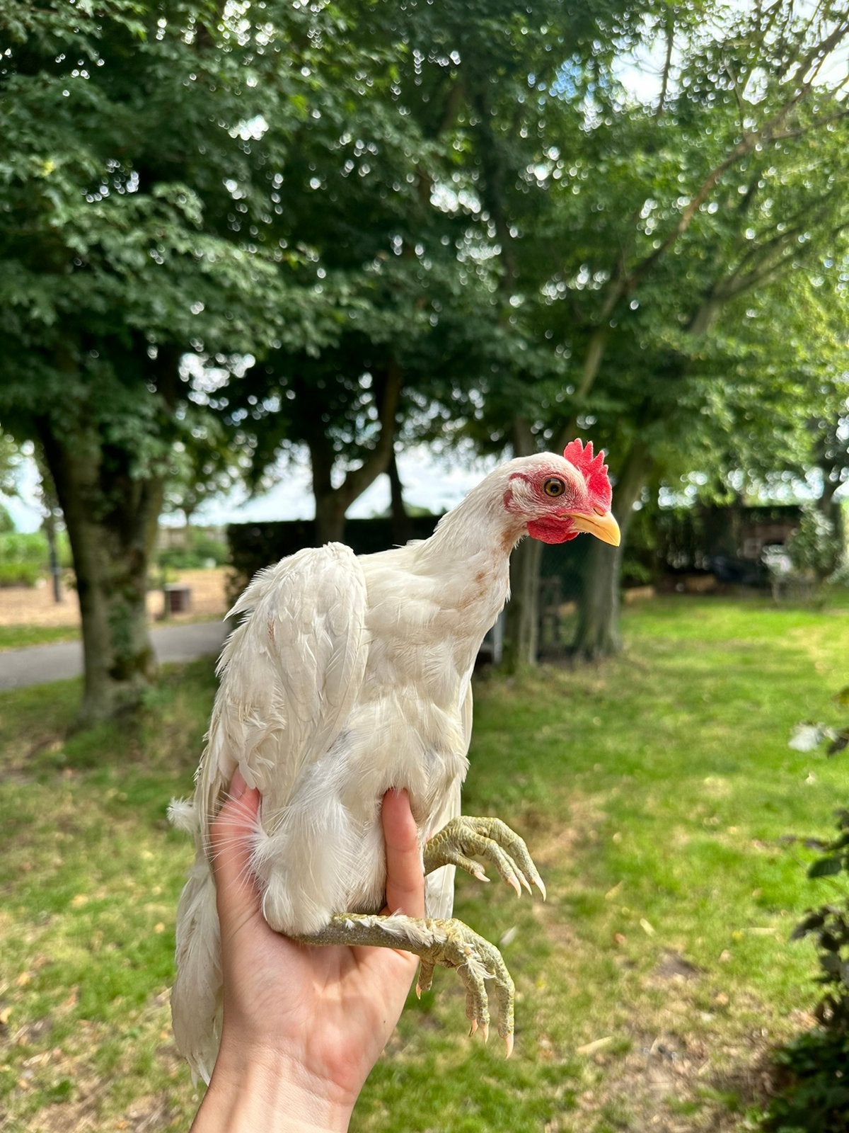 Ayam Ketawa, Dieren en Toebehoren, Pluimvee
