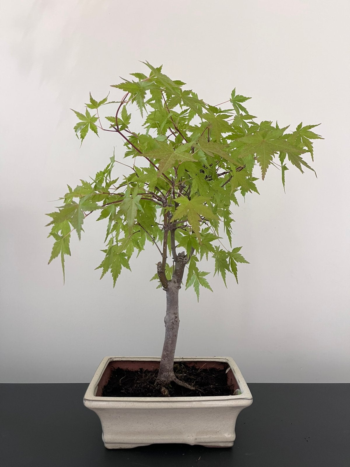 Acer bonsai, Tuin en Terras, Planten | Bomen, Ophalen