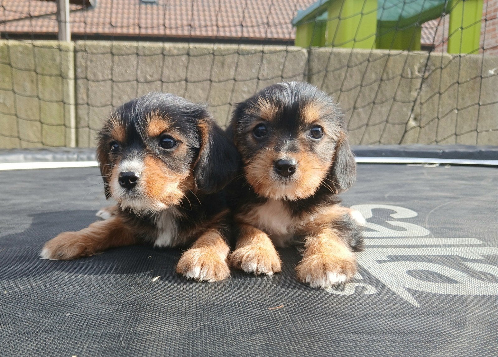Cava-Yorki pups zoeken warm nestje, Dieren en Toebehoren, Honden | Teckels en Dashonden, Meerdere dieren, Korthaar, Dwerg, Fokker | Professioneel