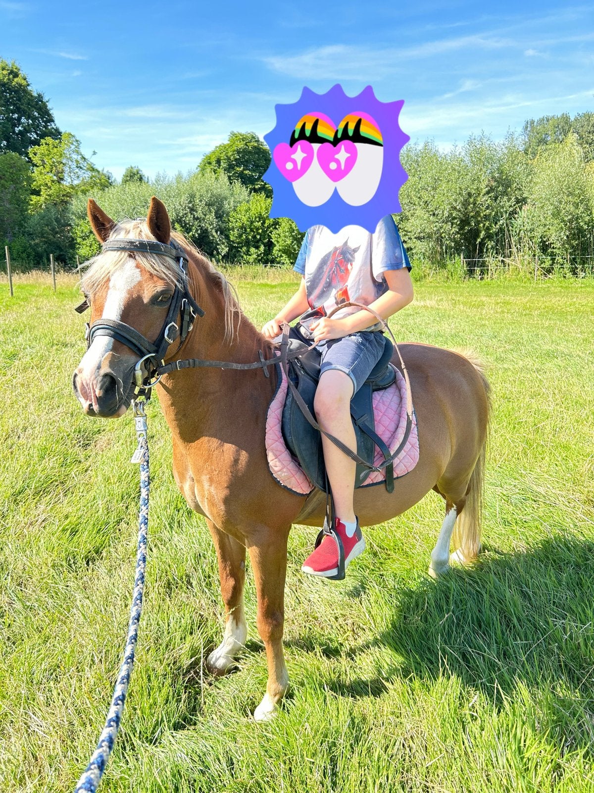 A pony ruin, Dieren en Toebehoren, Pony's, Ruin, Zadelmak, A pony (tot 1.17m), Recreatiepony, 11 jaar of ouder, Gechipt, Ontwormd