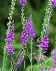 linaria/vlasleeuwenbekje, Enlèvement, Plante fixe