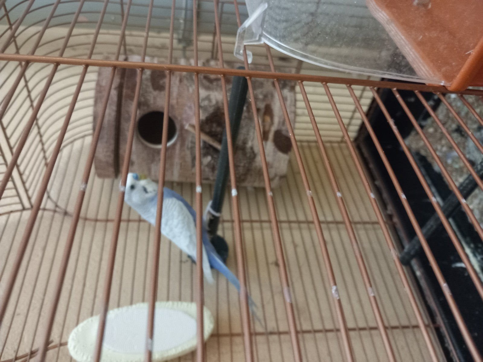 Kweekkoppel grasparkieten, Dieren en Toebehoren