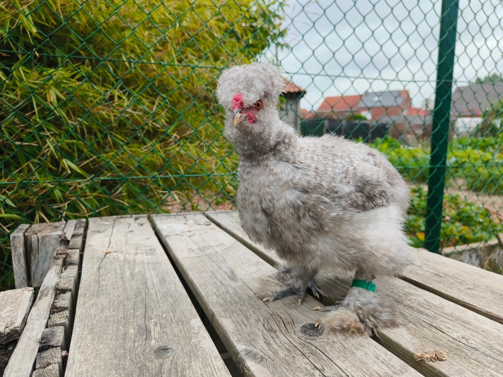 3 USA zijdehoender hanen, Dieren en Toebehoren, Pluimvee, Mannelijk, Kip