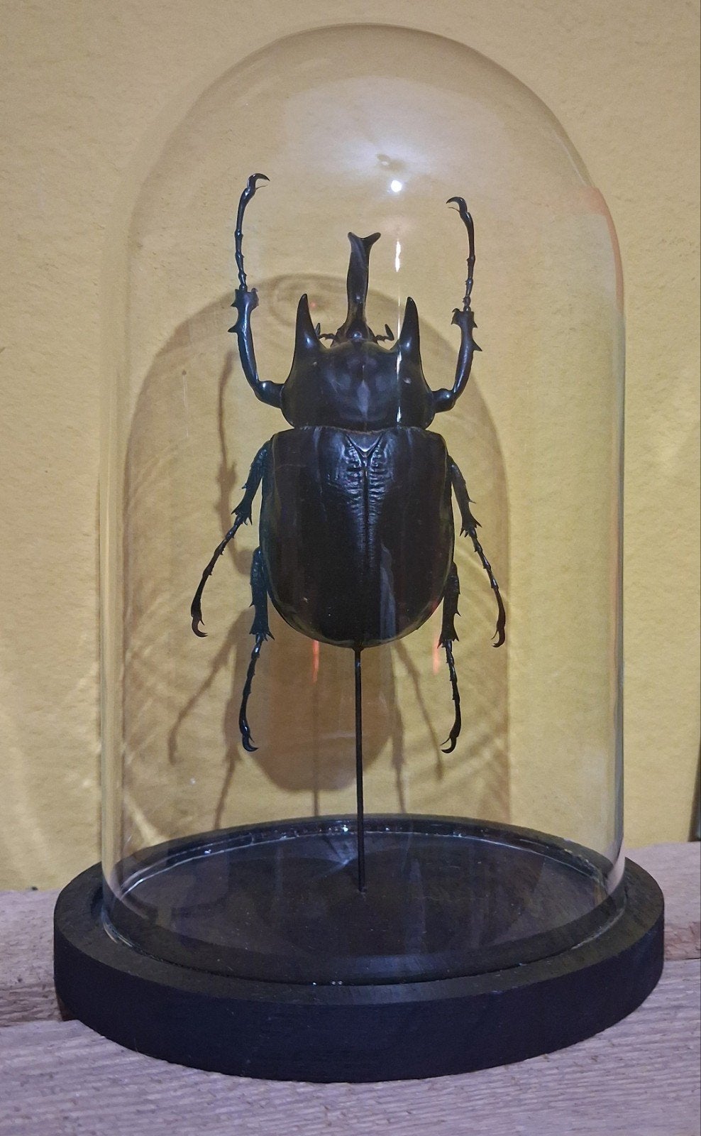 globe en verre taxidermie Megasoma actaeon entomologie, Verre, Enlèvement