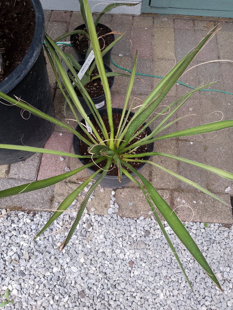 yucca carnerosana, Tuin en Terras, Planten | Tuinplanten, Ophalen, Winter