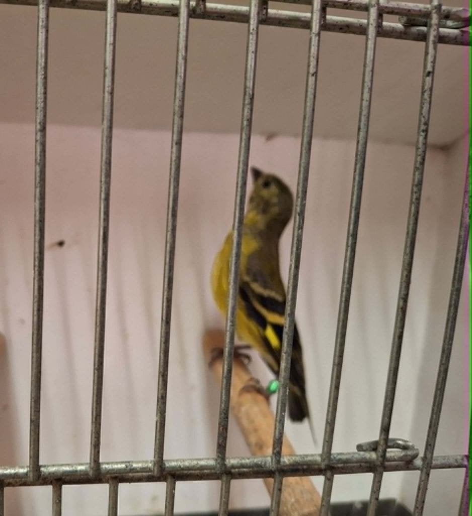 mooie, jonge zwartkopsijzen, Animaux & Accessoires, Oiseaux | Oiseaux Autre, Bagué