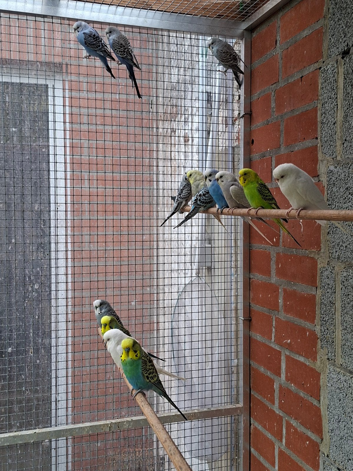 Perruches ondulées, Dieren en Toebehoren, Meerdere dieren, Parkiet