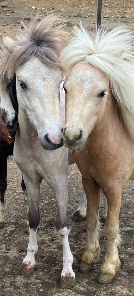 NMPRS Hengstje Eduardo en Carvalho, Met stamboom, 0 tot 2 jaar, Hengst, A pony (tot 1.17m)