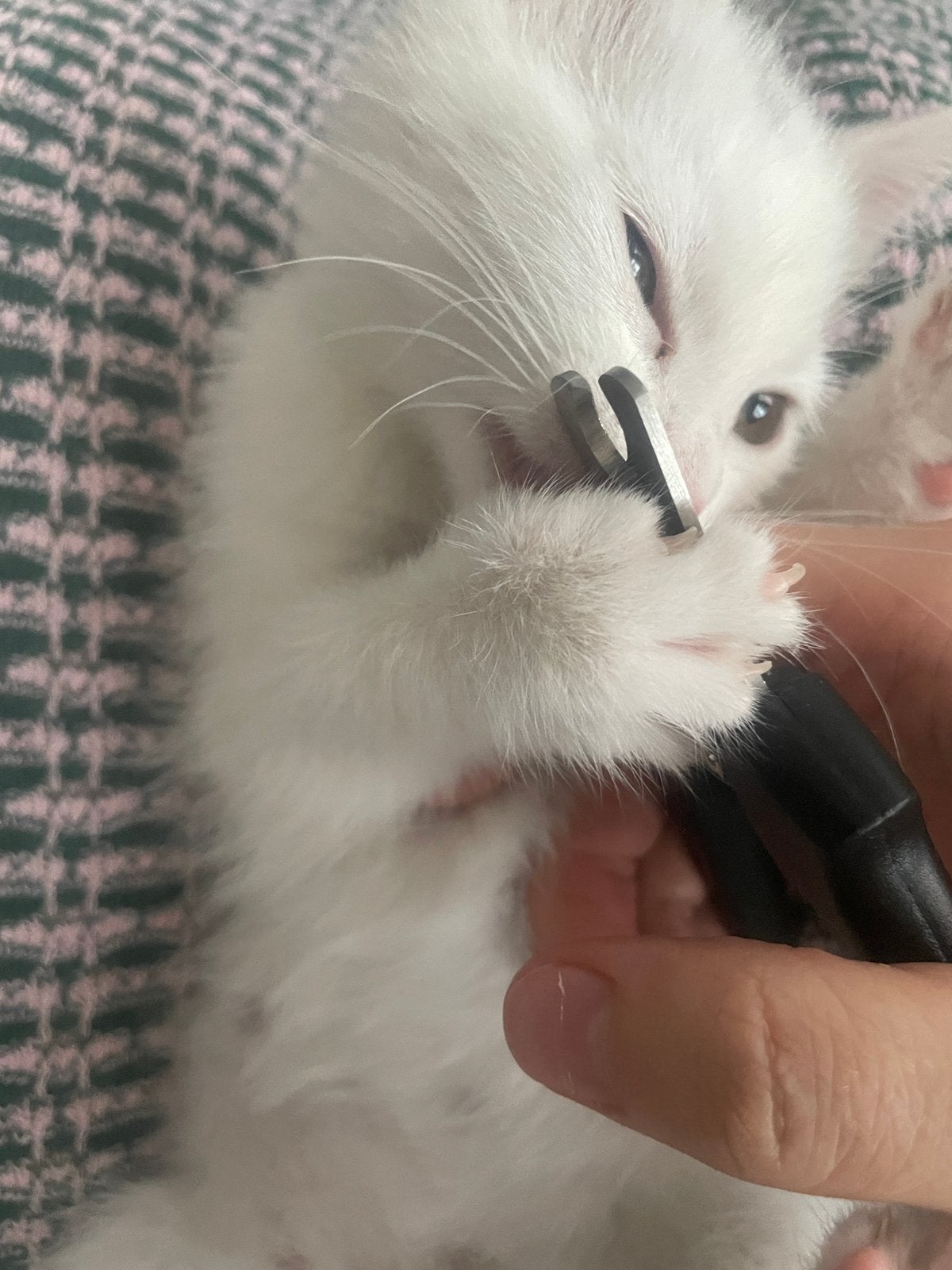 Chaton à vendre, Plusieurs animaux, Vermifugé, 0 à 2 ans
