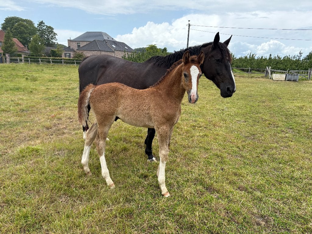 Veelbelovend veulen uit bewezen 1m45 x 1m45 prestatielijnen, Animaux & Accessoires, Chevaux, Avec pedigree, 0 à 2 ans, Cheval de saut
