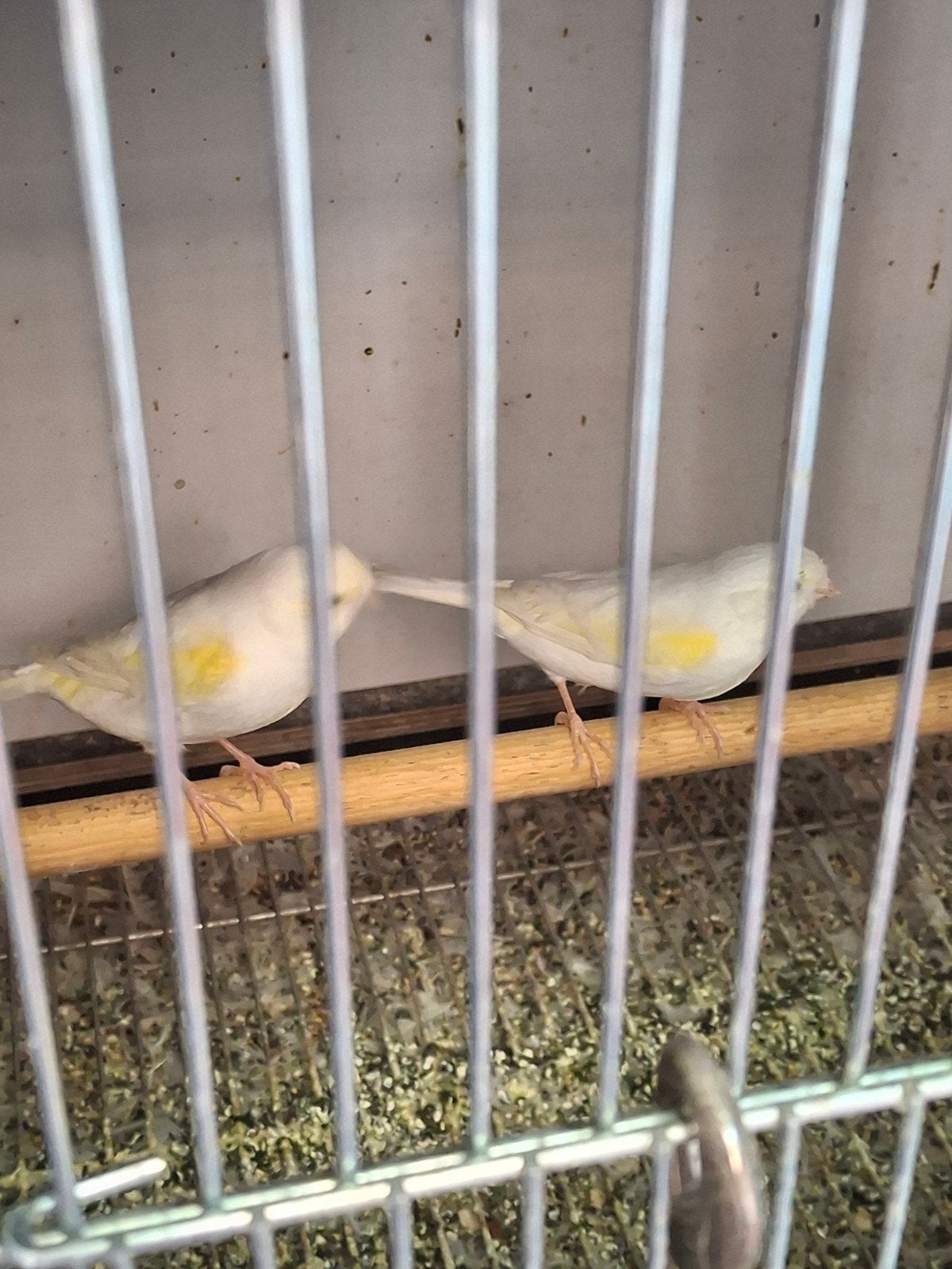 Gele mozaïek kanaries, Dieren en Toebehoren