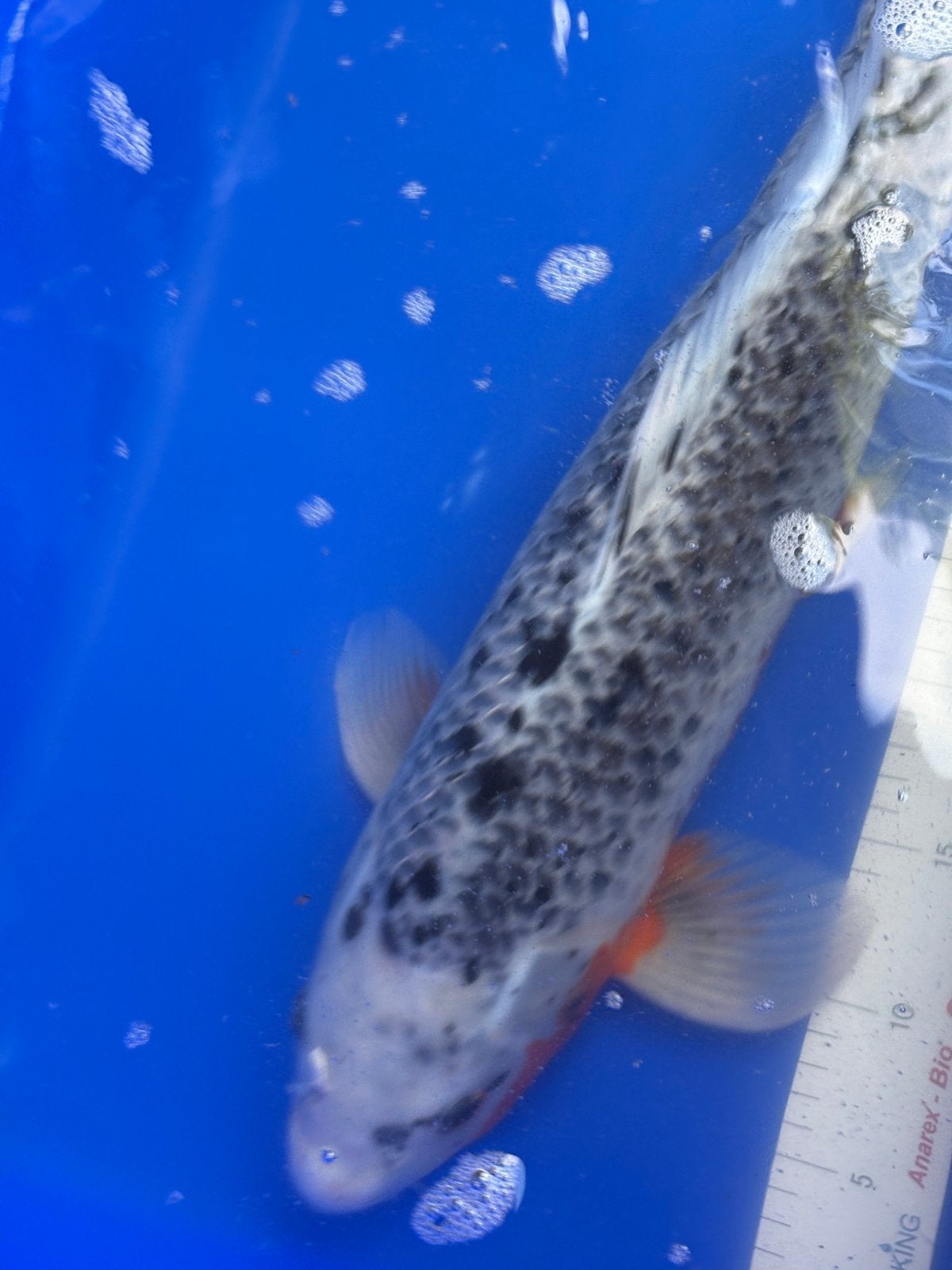 55 cm asagi koi, Dieren en Toebehoren