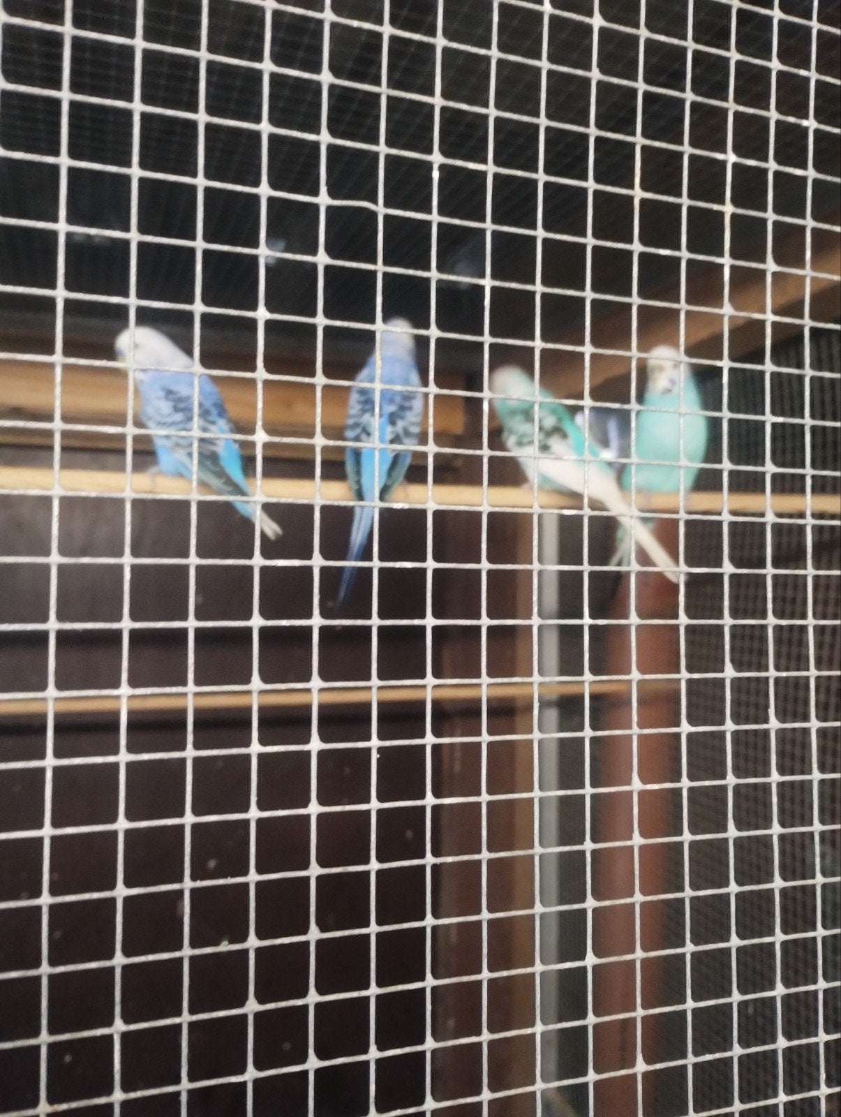2 kweekkoppels grasparkieten zie foto's, Dieren en Toebehoren, Parkiet