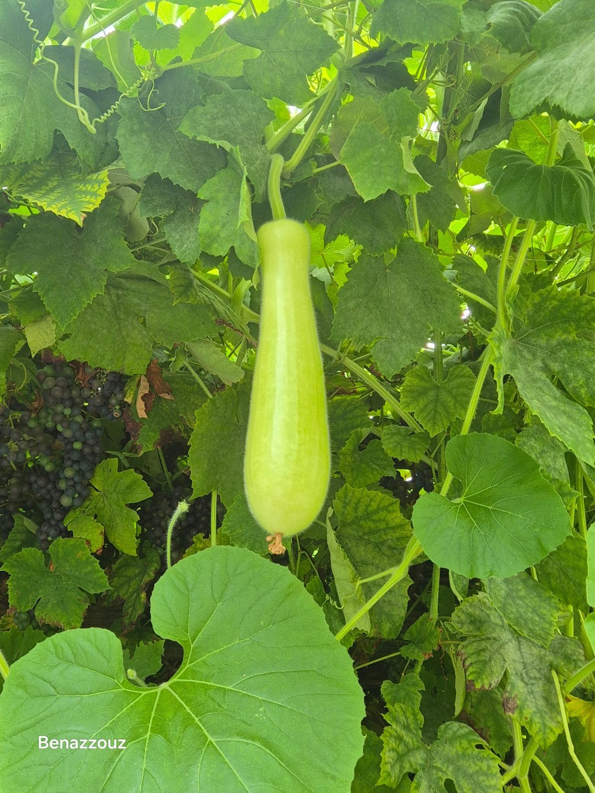 Fleskalebas, Tuin en Terras, Bloembollen en Zaden, Ophalen