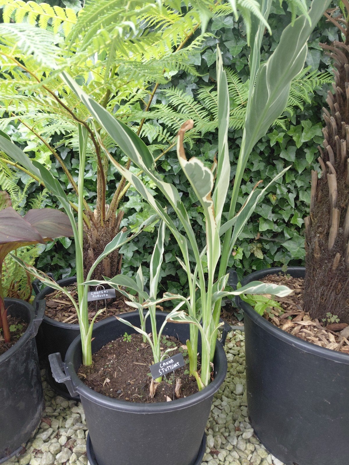 Canna stuttgard, Ophalen