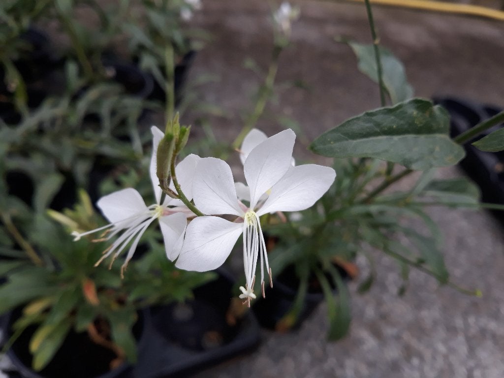 Gaura Lindheimeri Nova White, Jardin & Terrasse, Plantes | Jardin, Plein soleil, Enlèvement, Plante fixe, Été