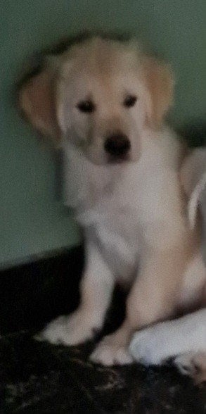 Golden retriever pup reutje, Dieren en Toebehoren, België, Fokker | Hobbymatig, Reu, 8 tot 15 weken