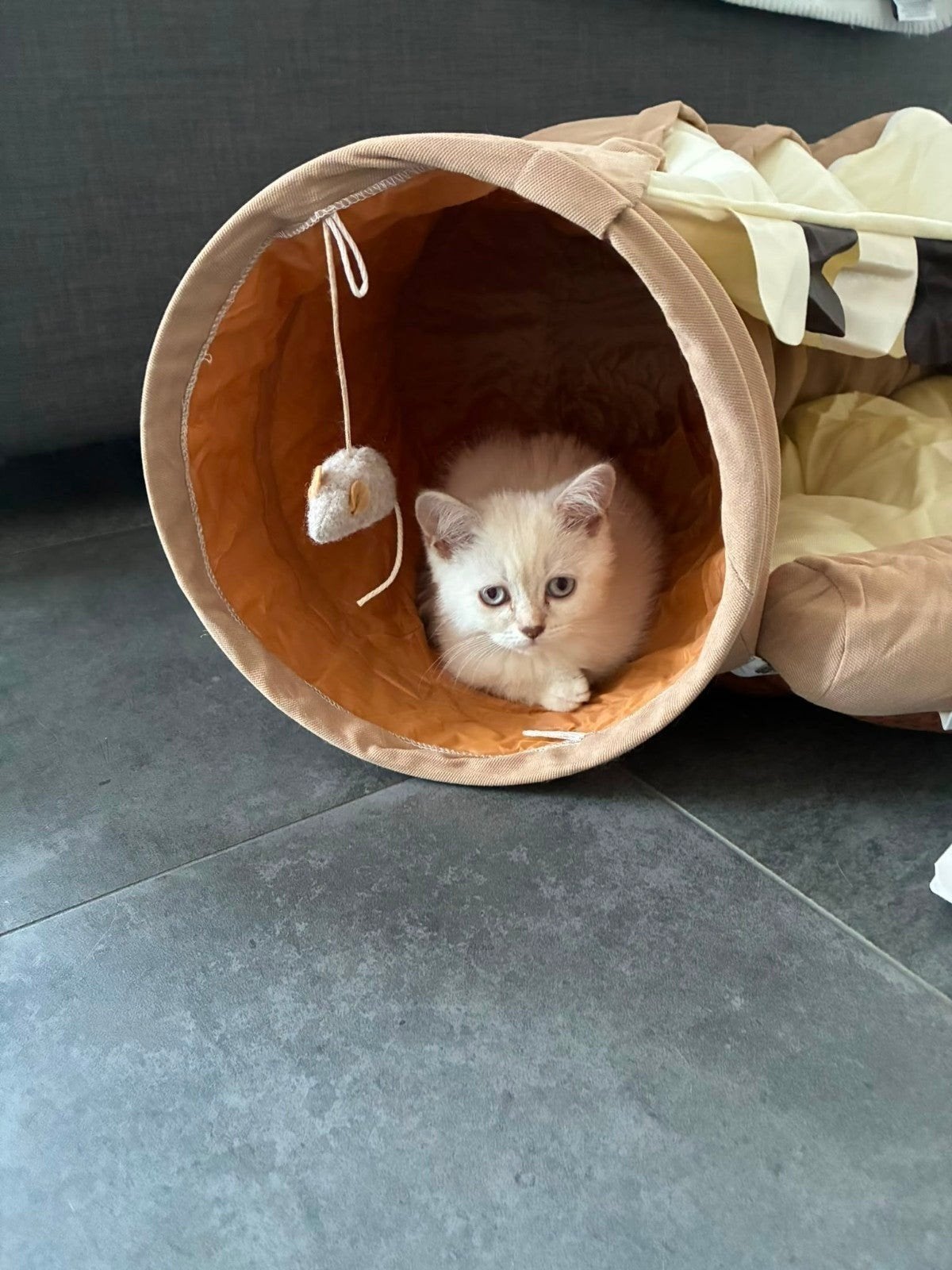 Britse Korthaar kittens katertje, Meerdere dieren, Gechipt, 0 tot 2 jaar