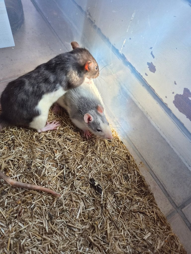 Ratjes, Dieren en Toebehoren, Rat, April, Meerdere dieren, Tam
