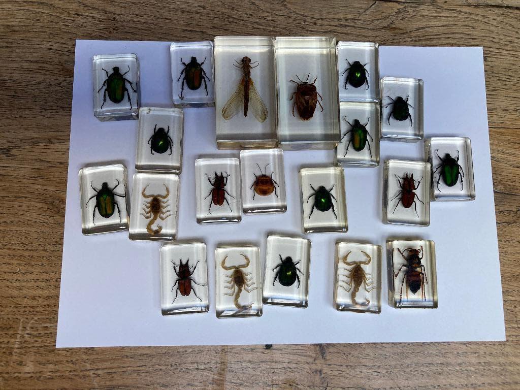 In hars gegoten insecten, Overige soorten