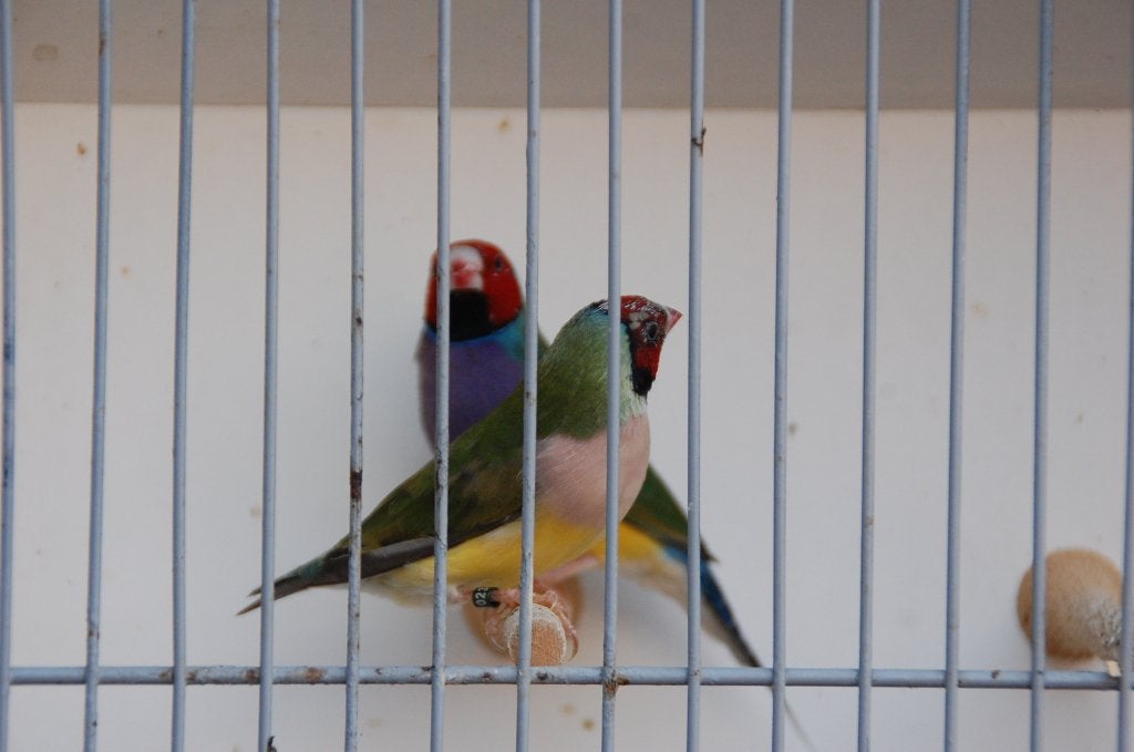 roodkop goulds, Dieren en Toebehoren