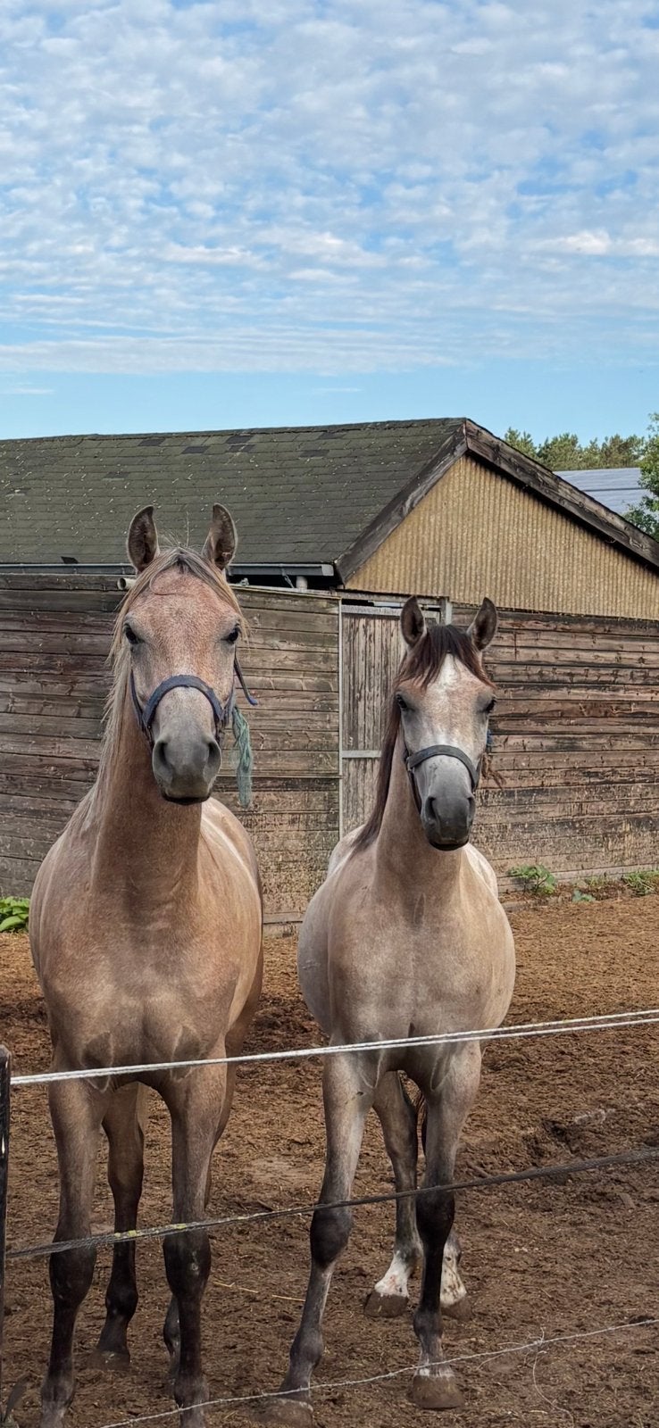 Marron arabe chic (2 x), Hongre, Débourré, Avec pedigree