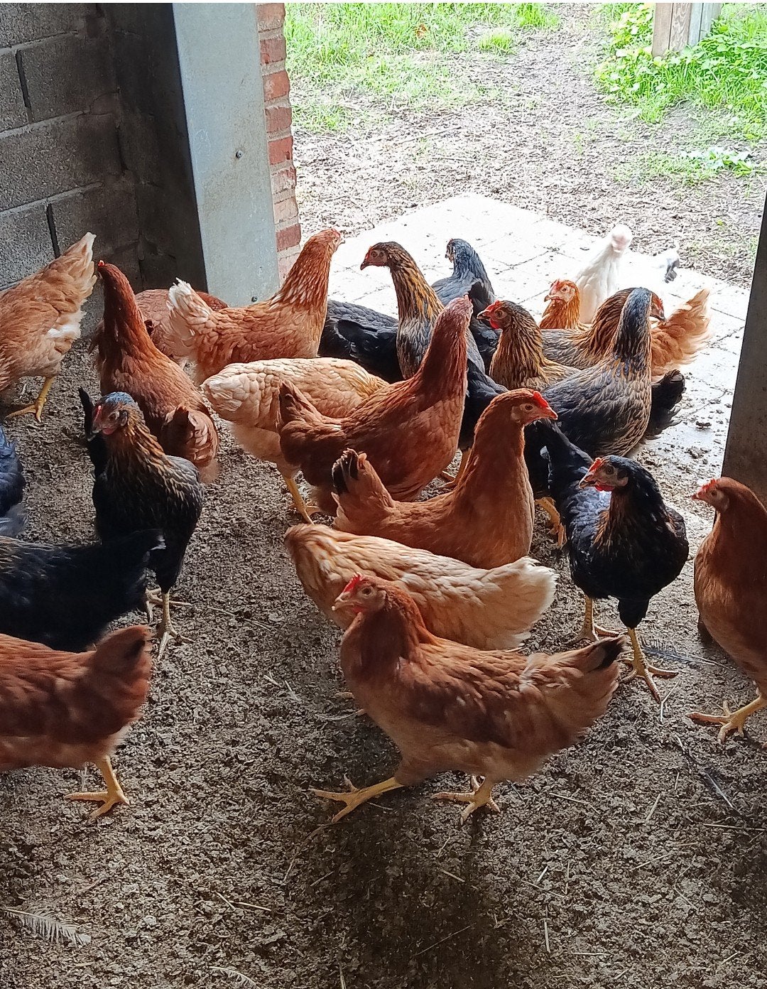 herfstpromo jonge legkippen, Dieren en Toebehoren, Kip