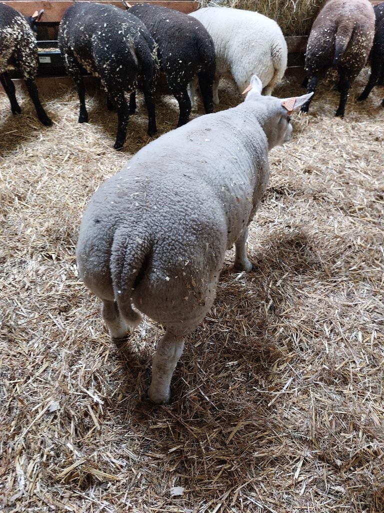 13 texel ram lammetjes  + vader ram, Mâle, Mouton, 0 à 2 ans