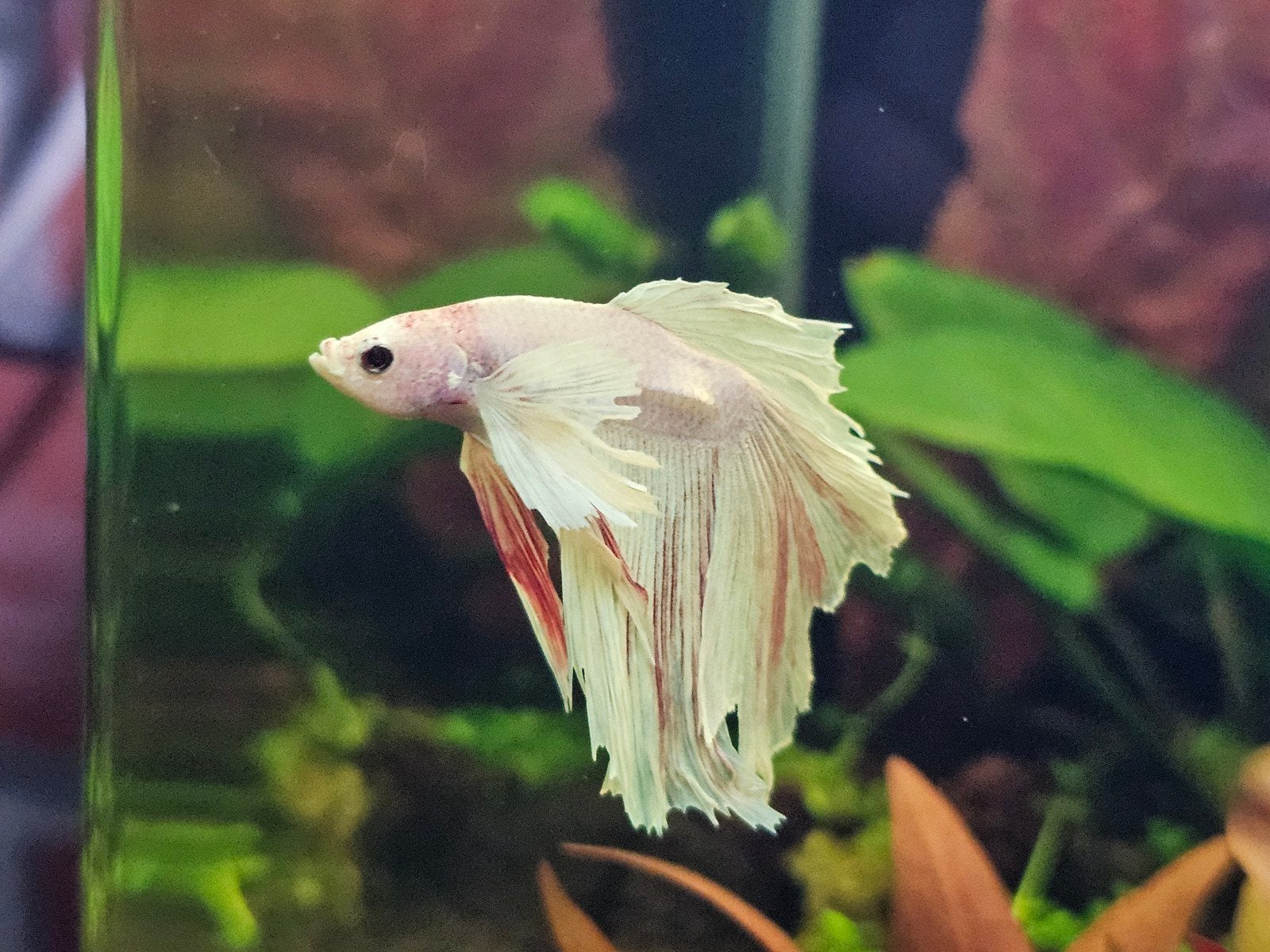Betta halfmoon dumbo, Poisson, Poisson d'eau douce
