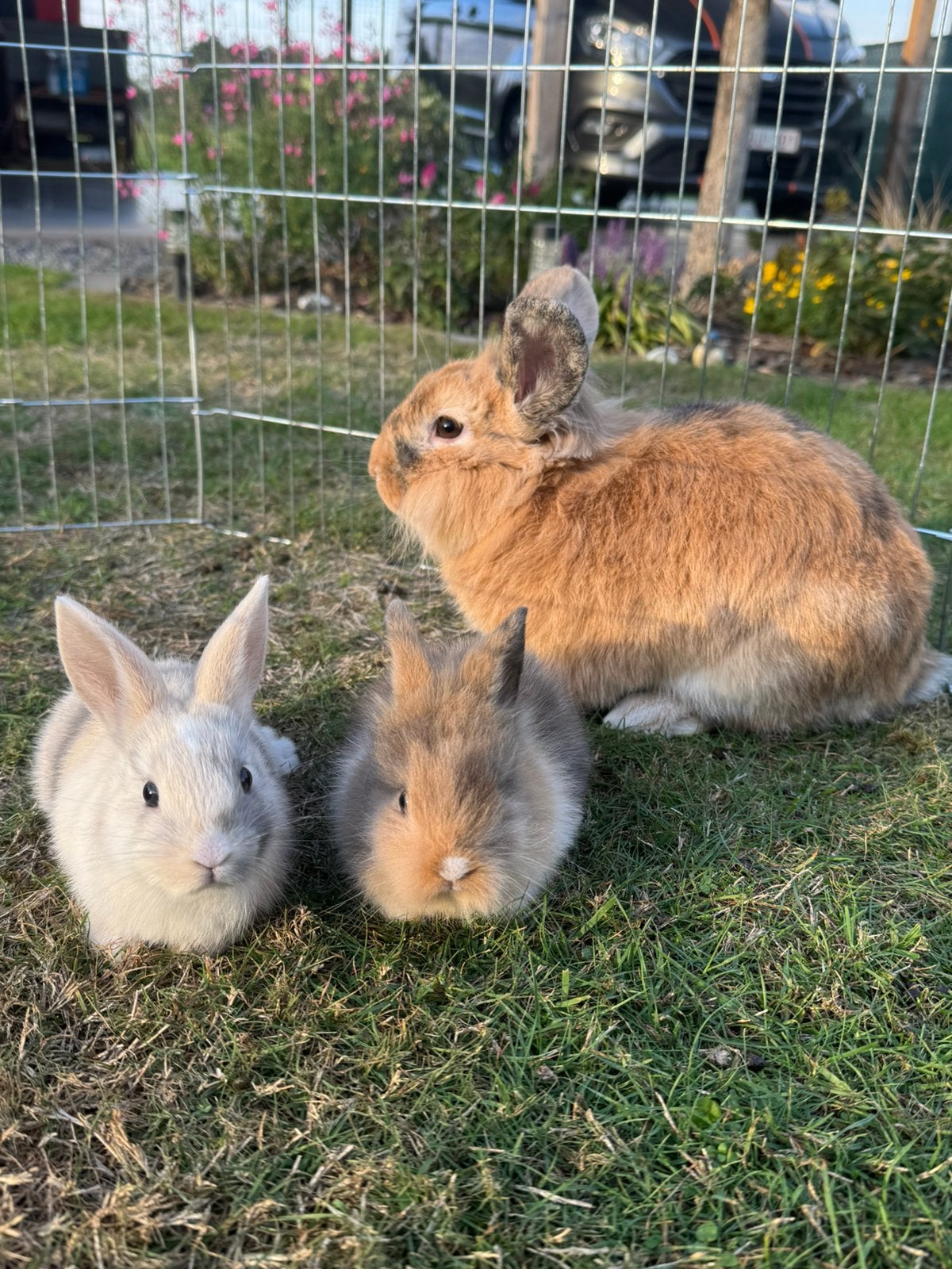 2 handtamme konijntjes, Dieren en Toebehoren, Meerdere dieren, Middelgroot