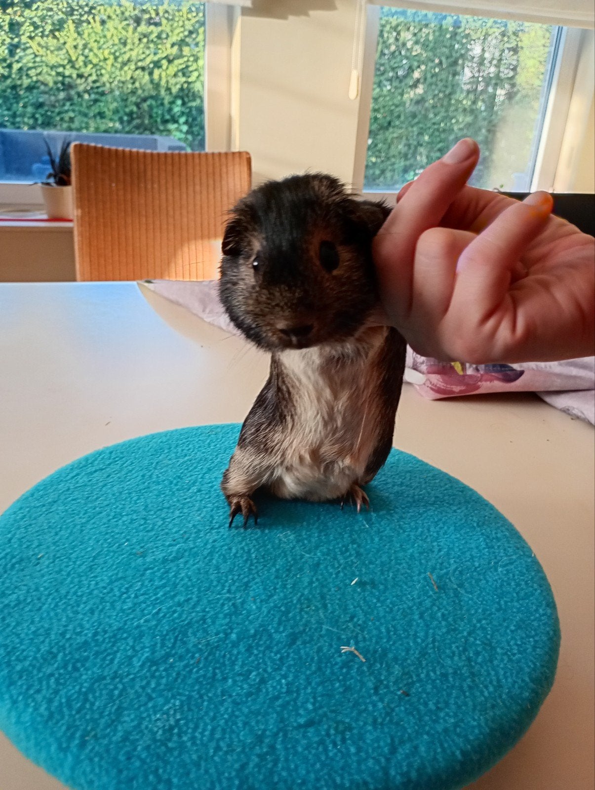 cobaye, loutre, ours et truie, Animaux & Accessoires, Août, Domestique, Plusieurs animaux, Cobaye