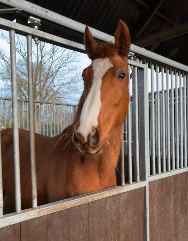 Recreatie/spring merrie, Dieren en Toebehoren, Paarden, Merrie