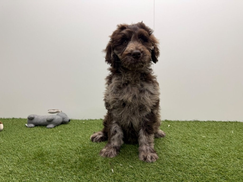 Chiots Labradoodle, Maladie de Carré (chiens), Chien (mâle), Belgique, Plusieurs