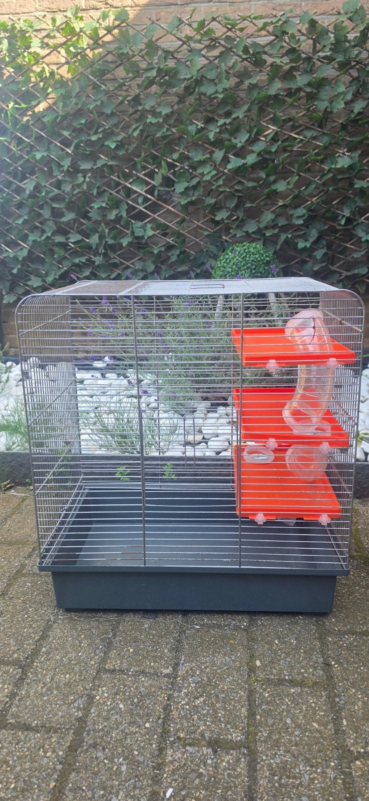 Hamster of vogel kooi, Enlèvement, Cage, Hamster