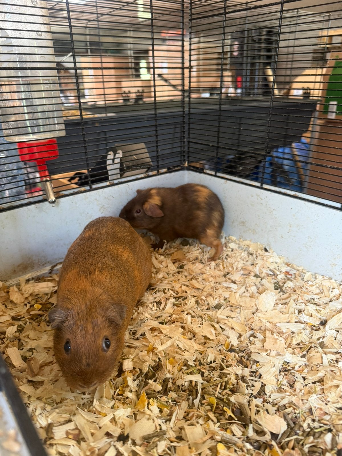 Cavia’s, Dieren en Toebehoren, Knaagdieren, Juni, Meerdere dieren, Cavia