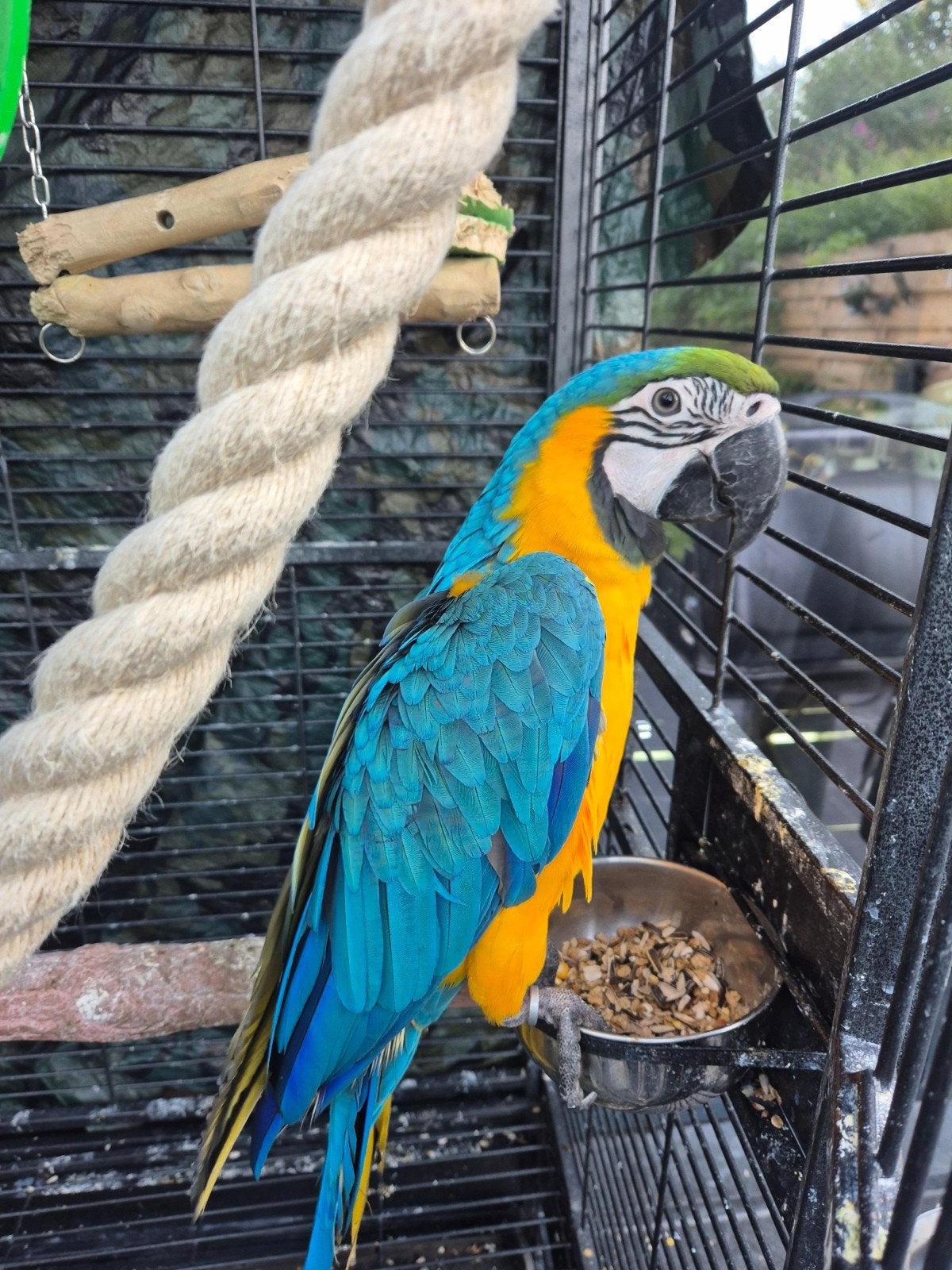 TAMME BLAUW GELE ARA PAPEGAAIEN, Dieren en Toebehoren, Vogels | Parkieten en Papegaaien