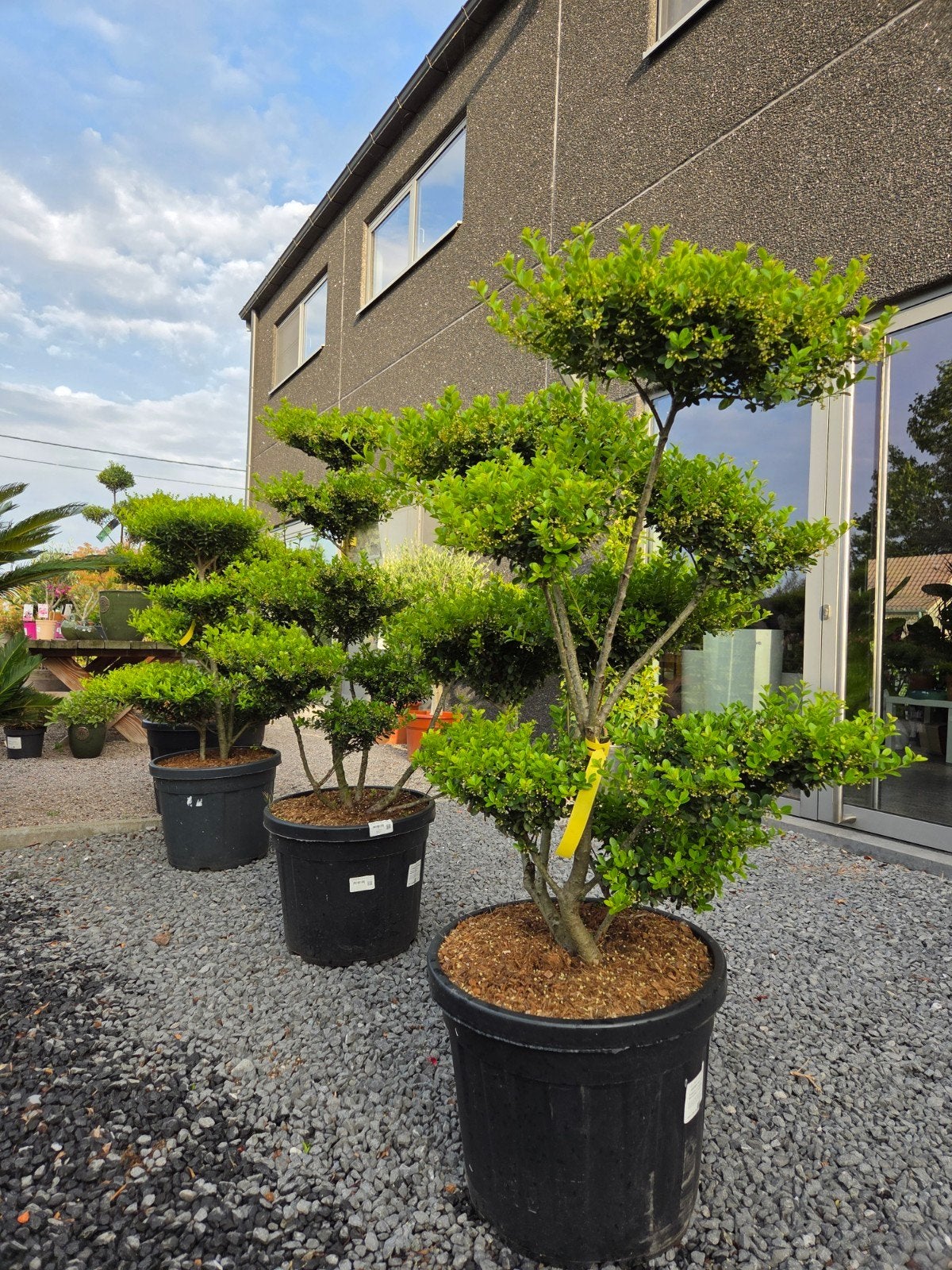 Ilex Crenata Bonsai, Tuin en Terras, Ophalen