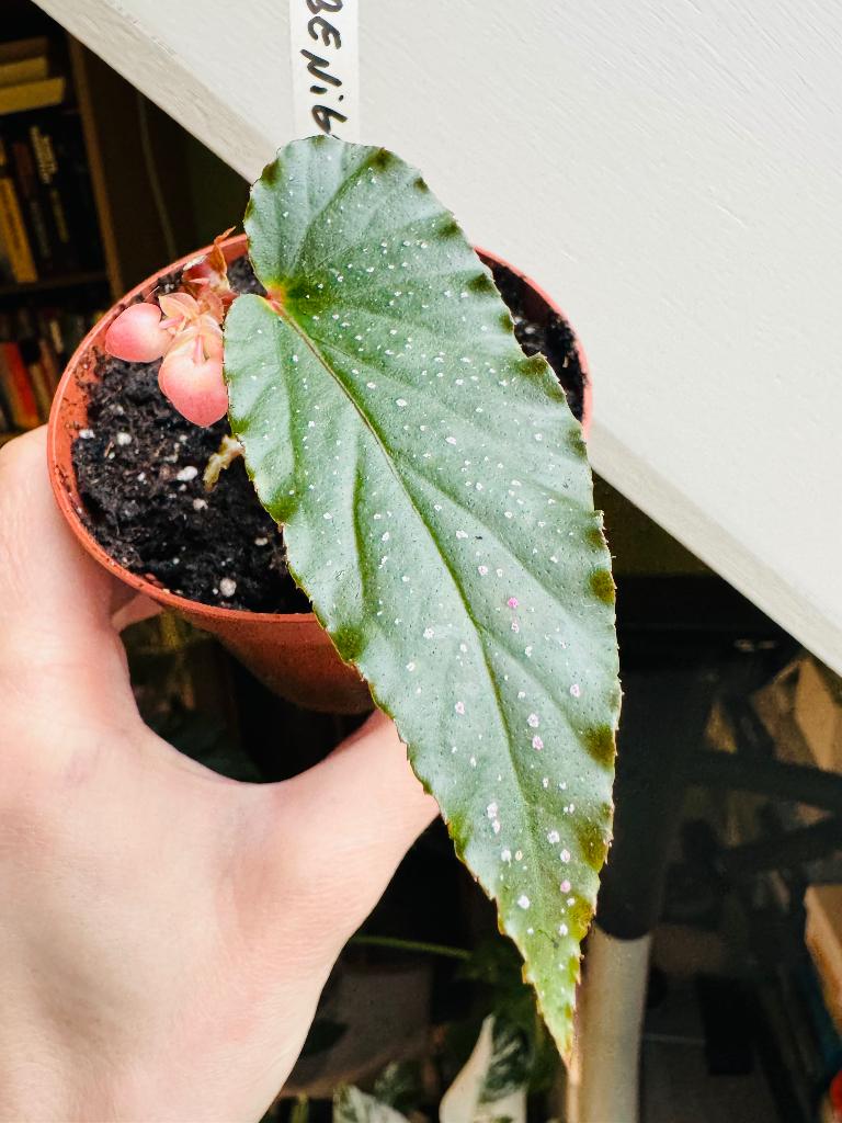 Begonia ‘Benigo Pink’, Huis en Inrichting, Kamerplanten, Ophalen, 200 cm of meer, Overige soorten, Halfschaduw