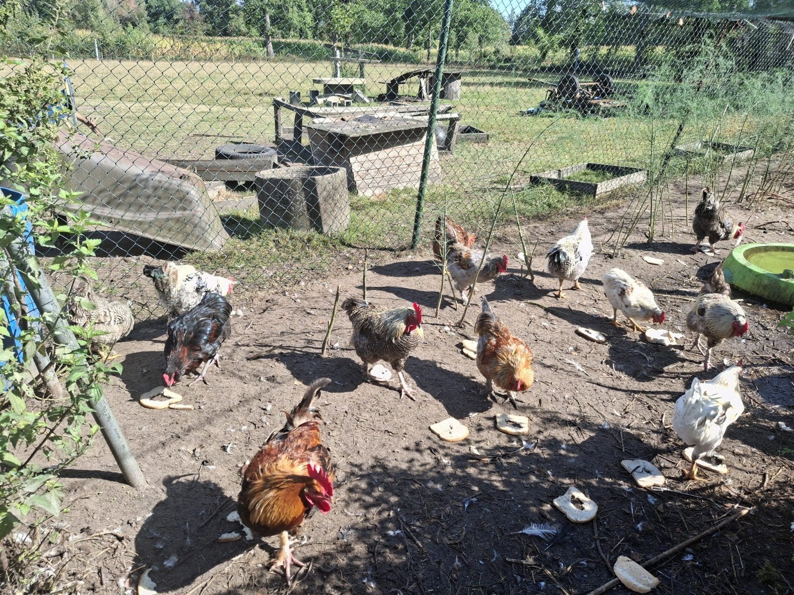 jonge hanen, Dieren en Toebehoren
