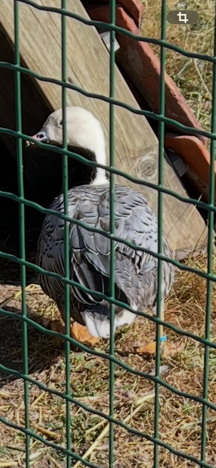 Keizergans, Dieren en Toebehoren, Ophalen
