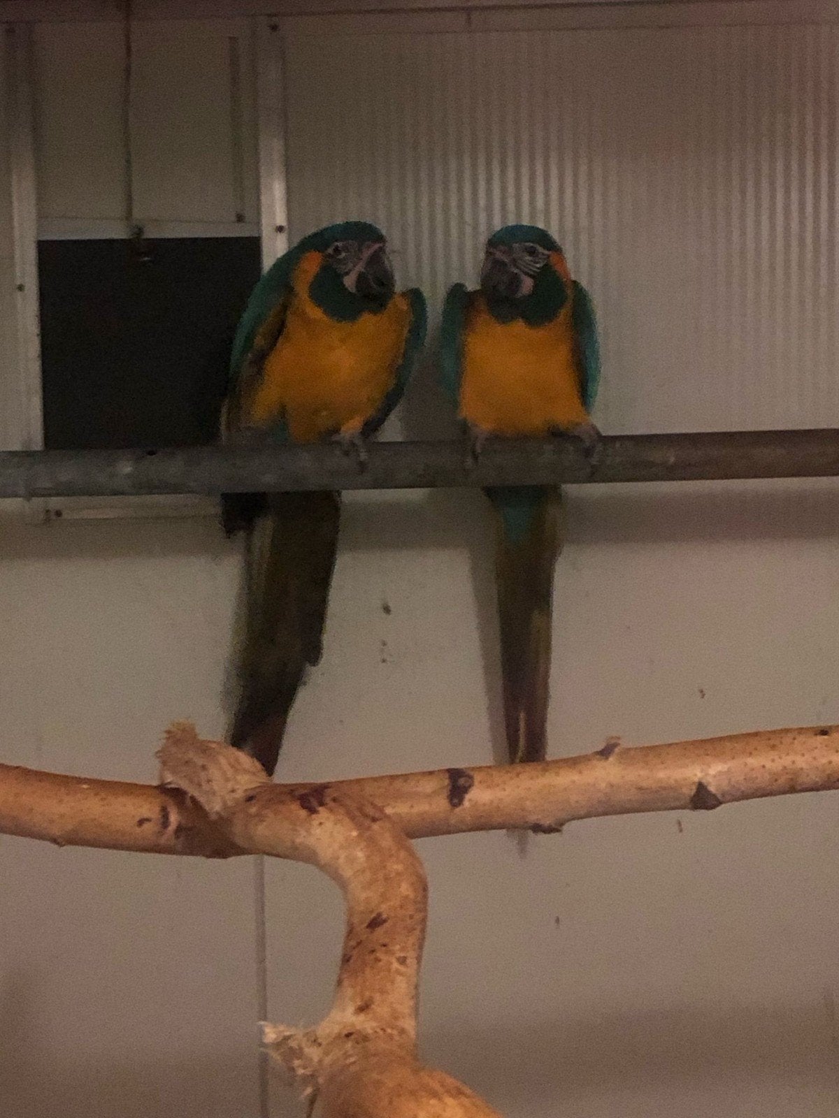 Onverwant koppel Blauwkeel Ara's 2025 getest door v⁷⁰, Dieren en Toebehoren, Vogels | Parkieten en Papegaaien, Meerdere dieren