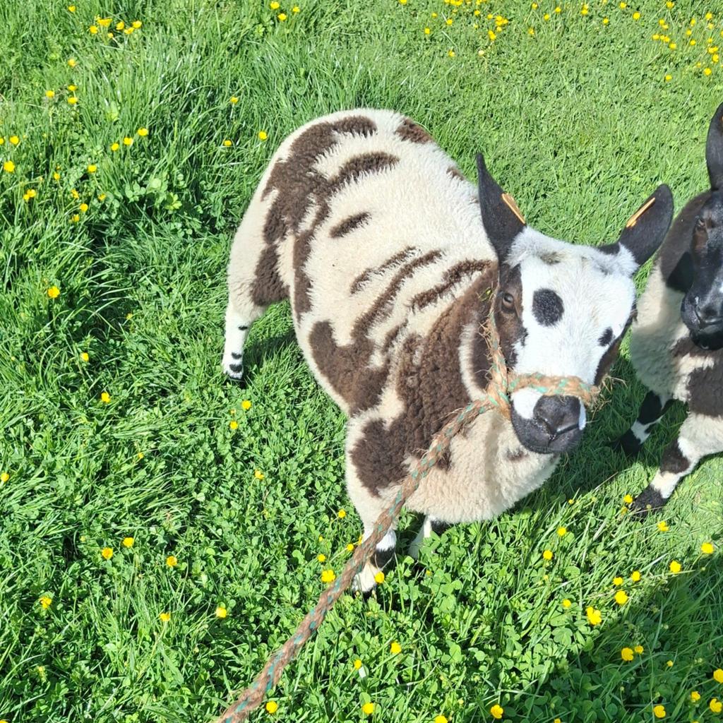 Baggerbonte bok, Mannelijk, Schaap, 0 tot 2 jaar