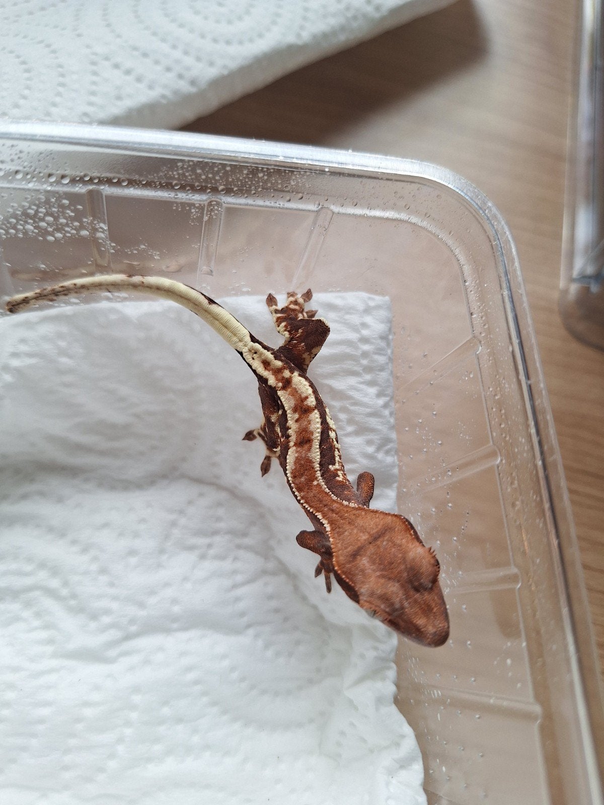frappuccino au gecko pour cils