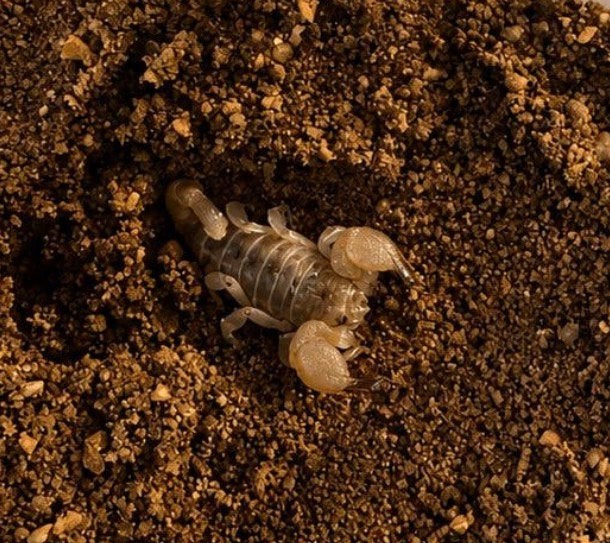 Scorpio maurus - Scorpion à grandes griffes