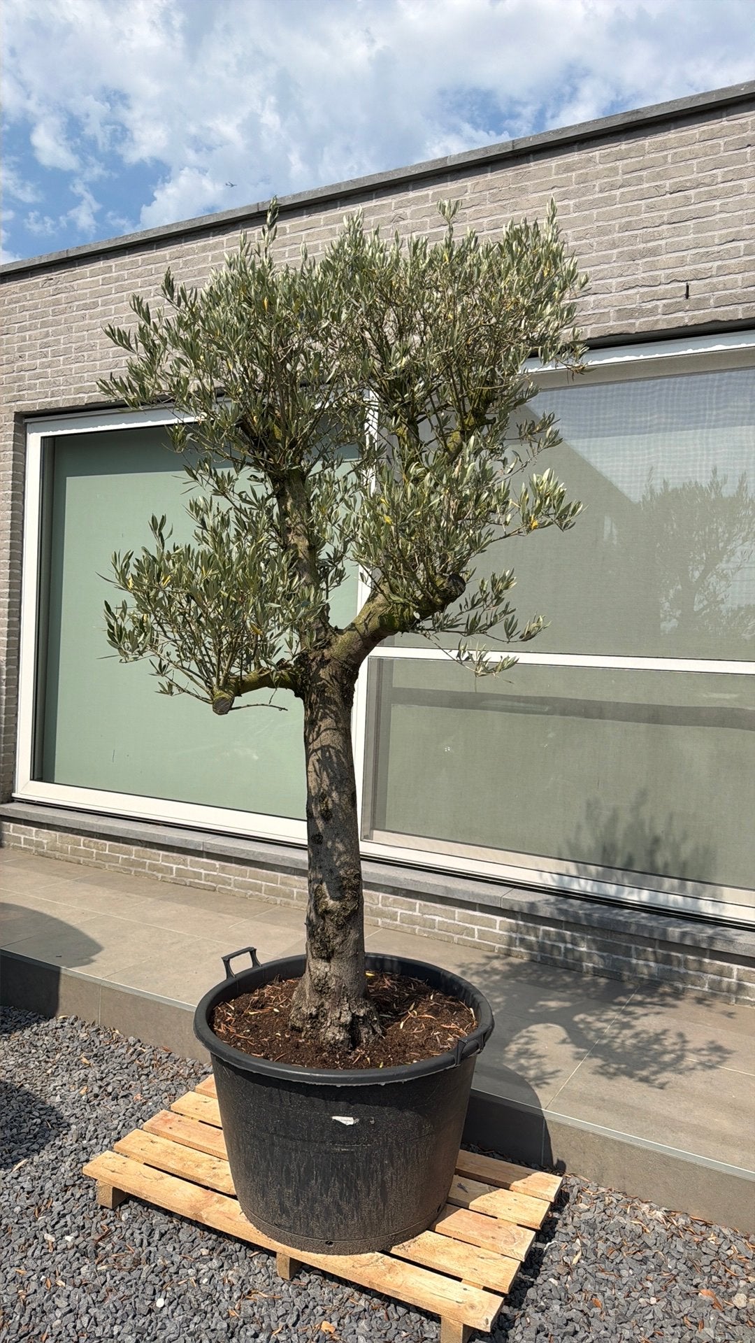 Olijfboom ponpon -Promo, Tuin en Terras, Planten | Bomen, Ophalen, Olijfboom