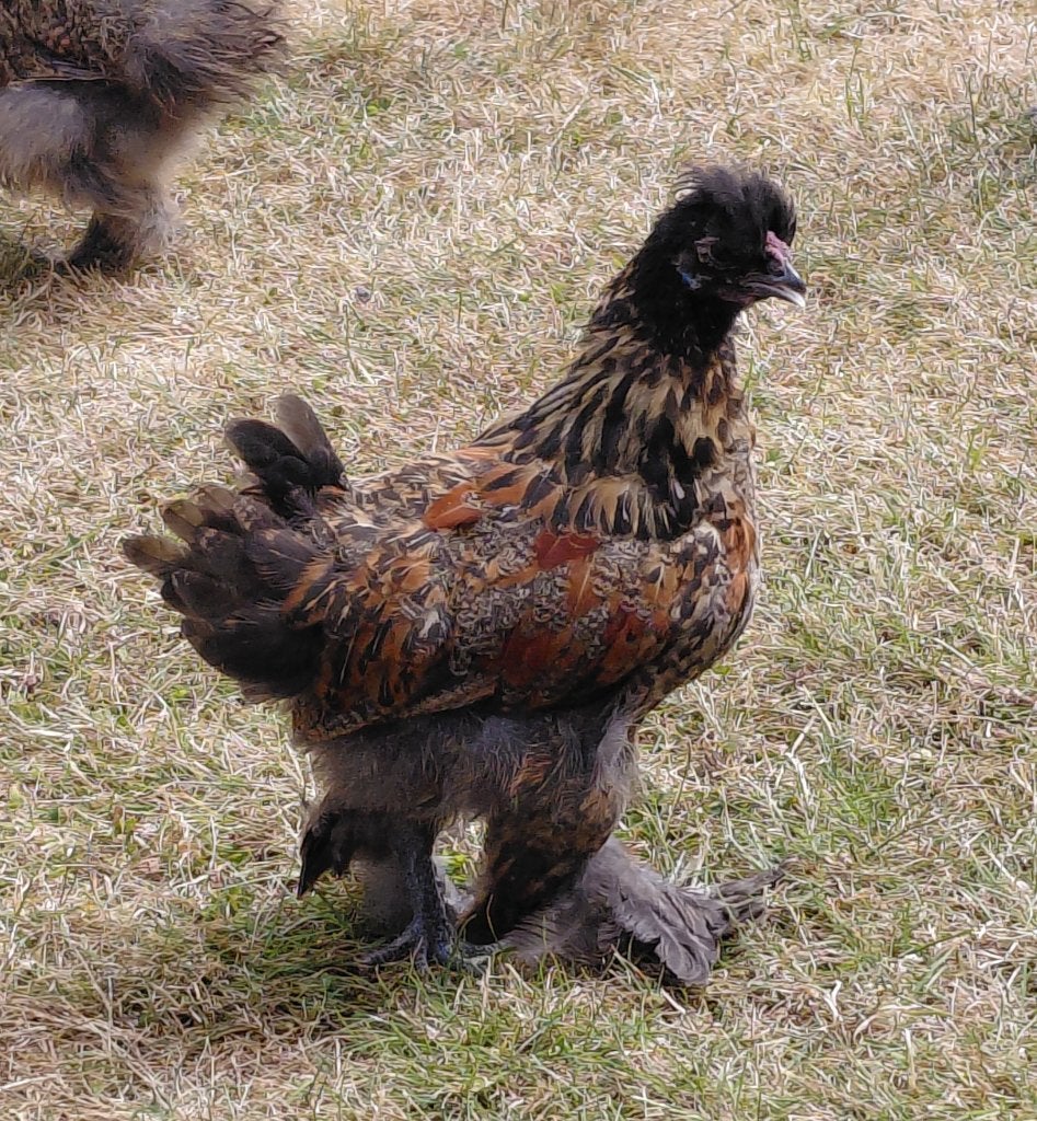Jong haantje, Dieren en Toebehoren, Mannelijk, Kip